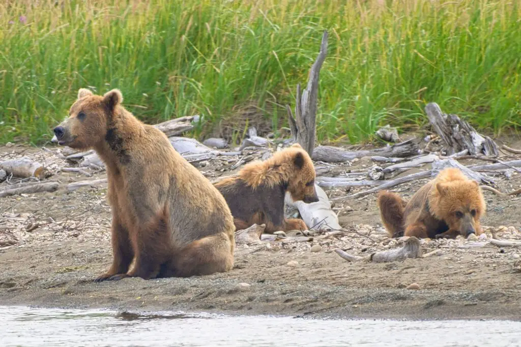 94 and cubs Margot Creek 8718