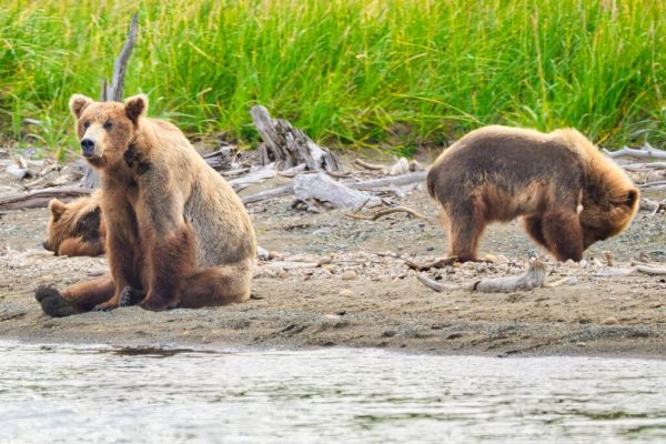 94 and cubs at Margot Creek