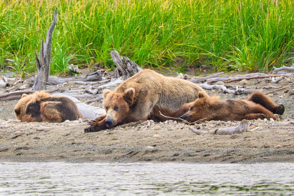 94 and her cubs take a break 8741