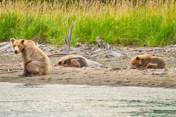 94 and cubs at Margot Creek