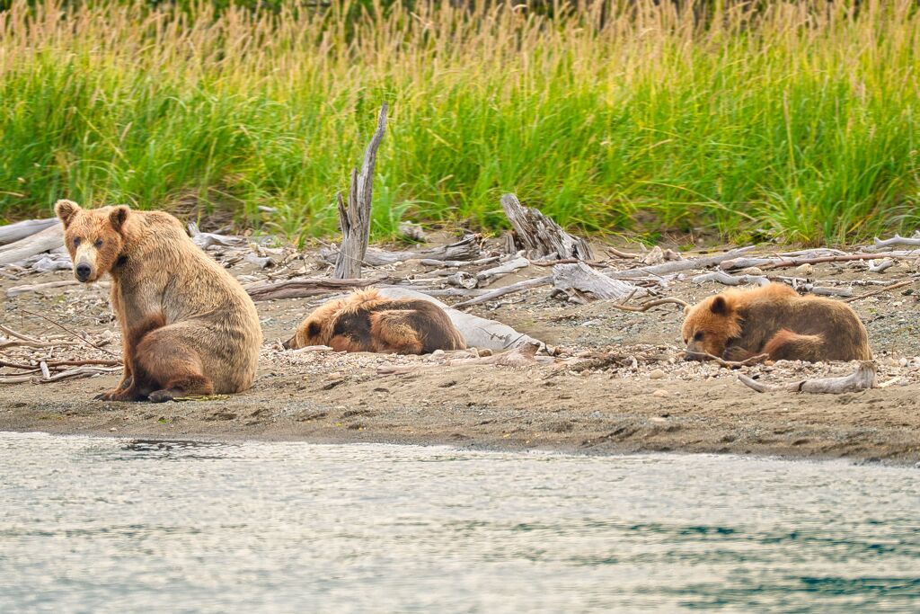 94 and cubs at Margot Creek 8763