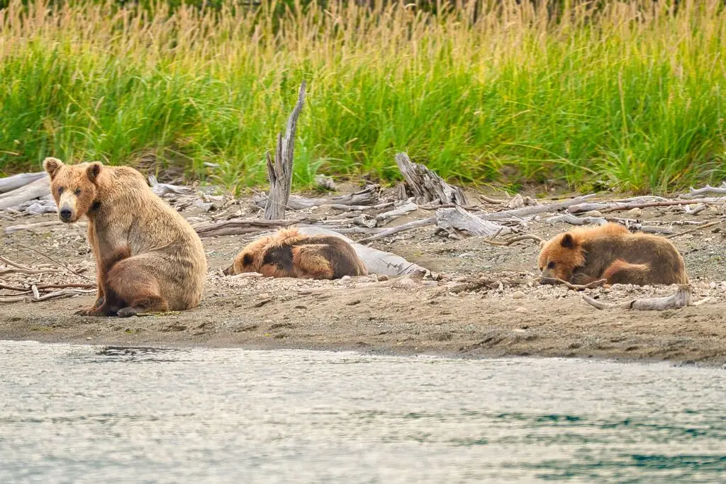 94 and cubs at Margot Creek 8763