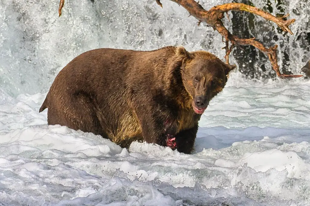 Bucky Dent bear 164 8857