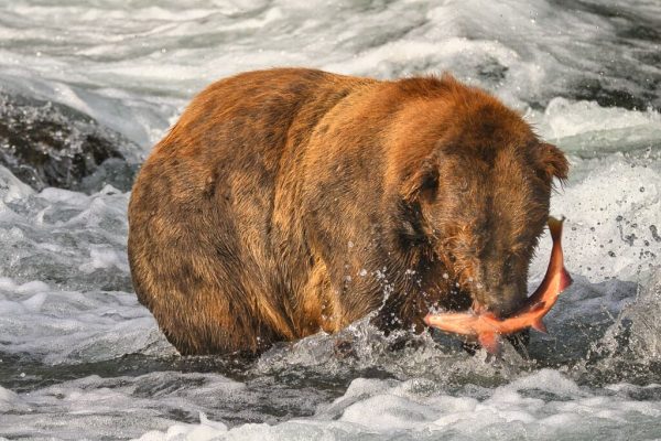 747 and his catch