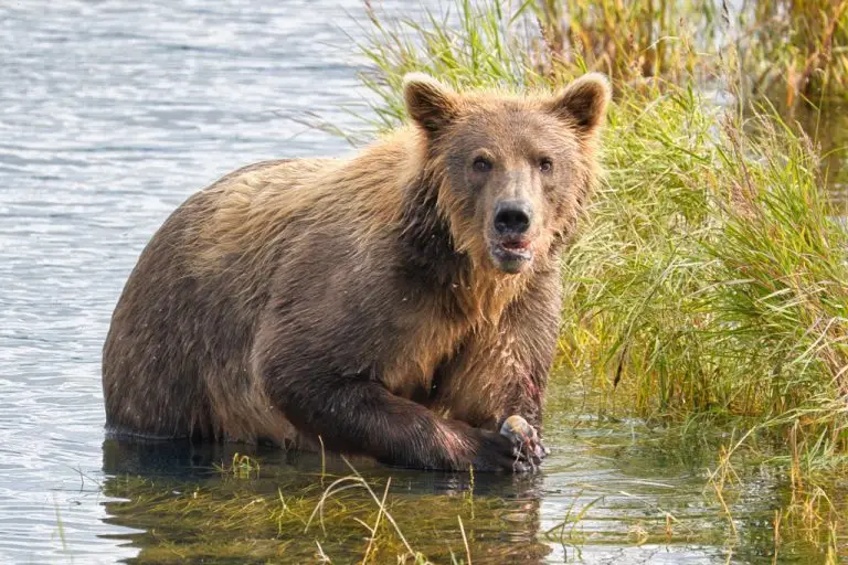 Bear in the lower river 3771
