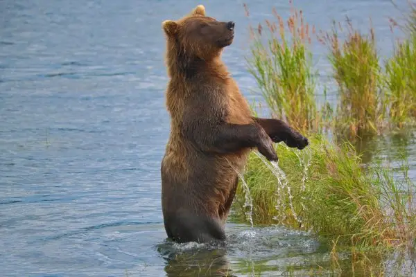 Bear standing in the lower river