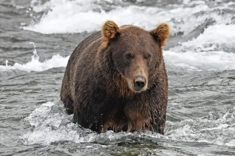 Bear in Brooks River 3834