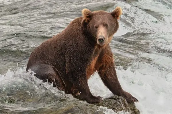 Bear sitting on the lip