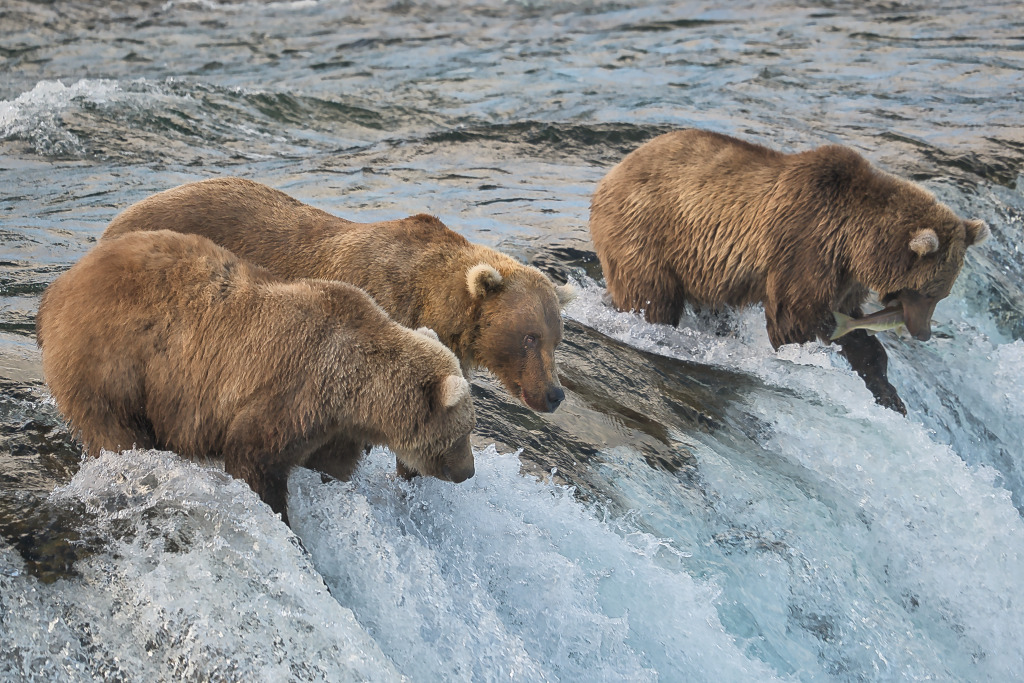 Grazer, Social, and Studious on the lip