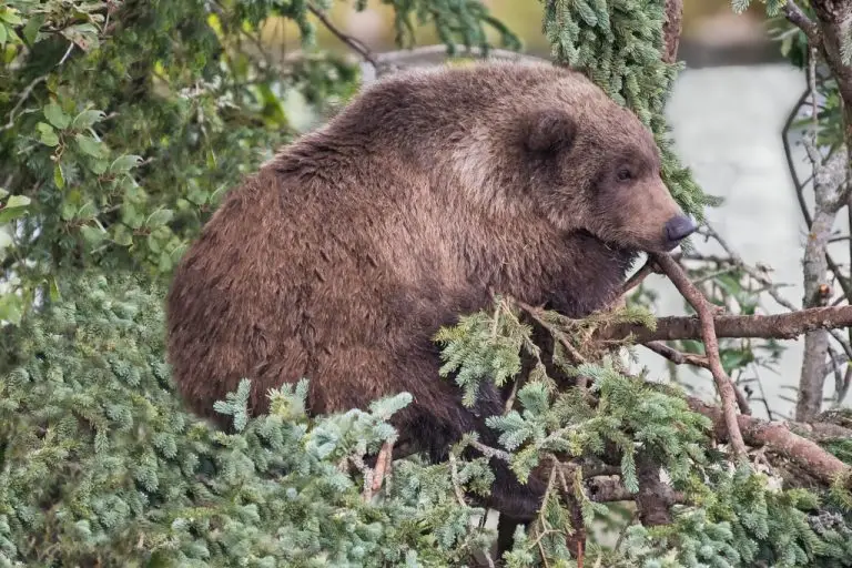 Bead in the nanny tree waiting for mom. (Bear 910)