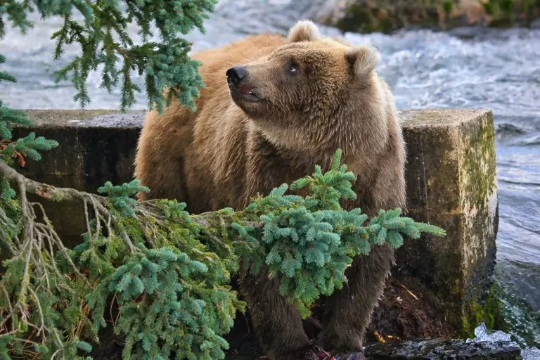 910 looking at Bead in the nanny tree