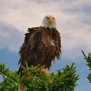 Bald eagle in the tree near the falls 4506