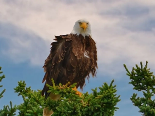 Bald eagle in the tree near the falls 4506