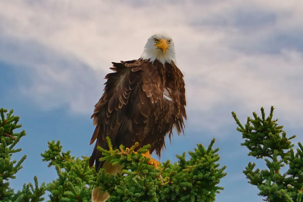 Bald eagle in the tree near the falls 4506