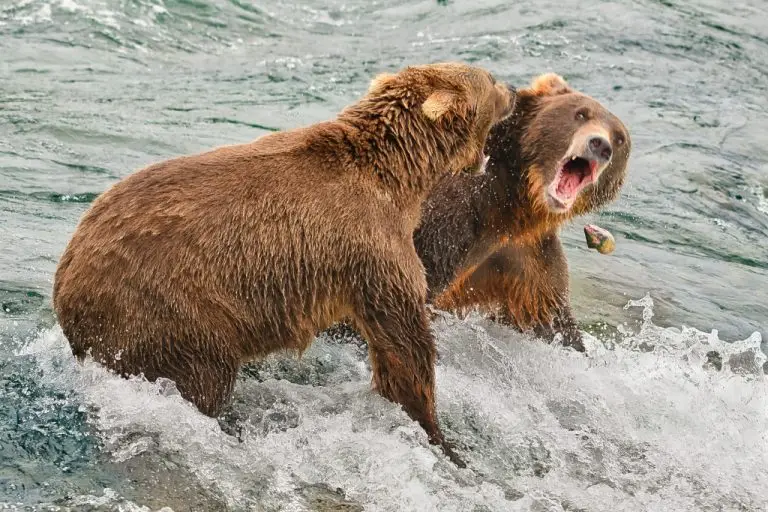 A little disagreement and a dropped fish
