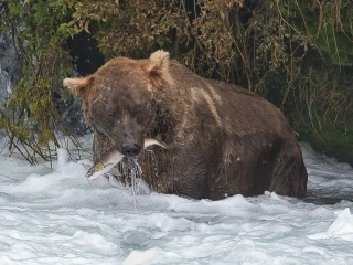 Otis Otis and the fish