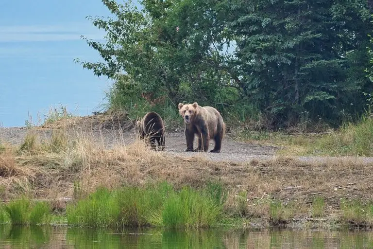 Unknown bear and cub 4807
