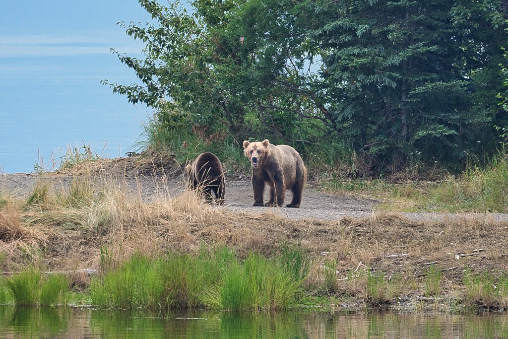 Unknown bear and cub 4807