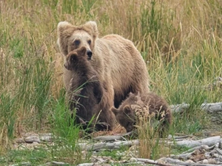 Princess 2 Princess and cubs