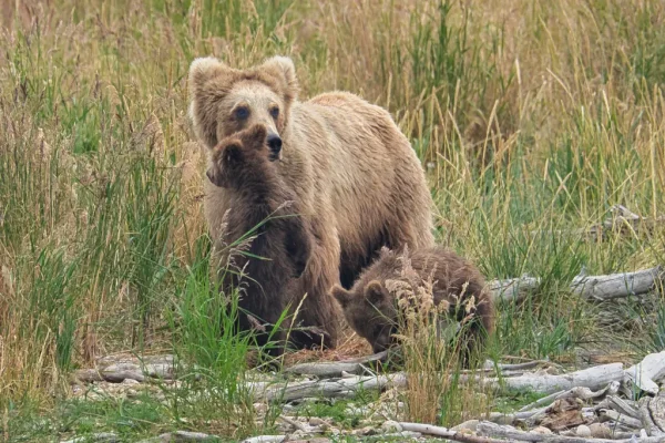 Princess and her cubs