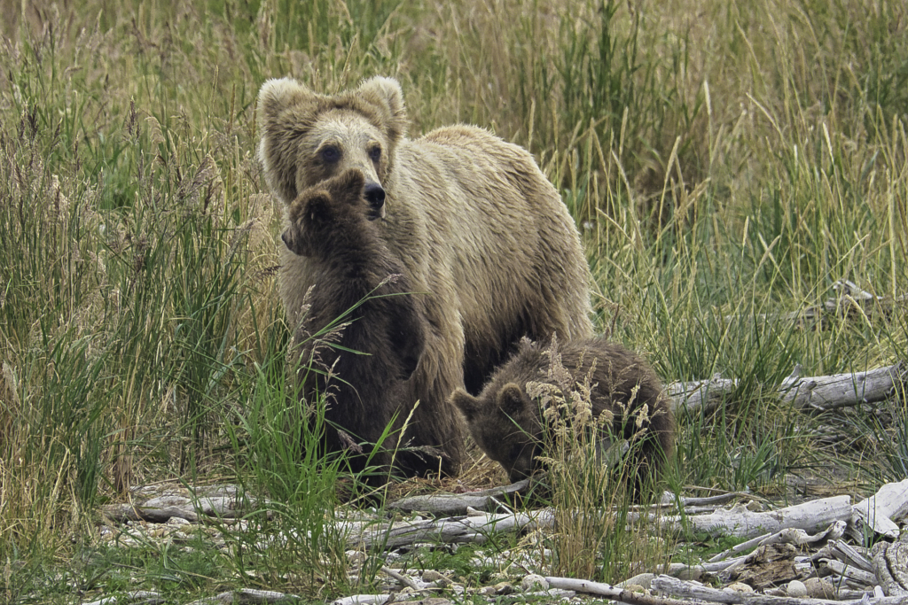 Princess and cubs