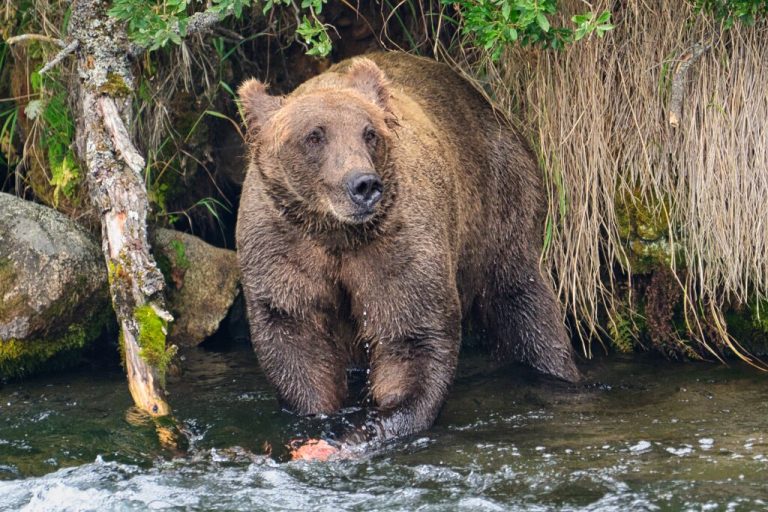 Unknown bear 4876