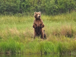 Mother and cubs at lower river