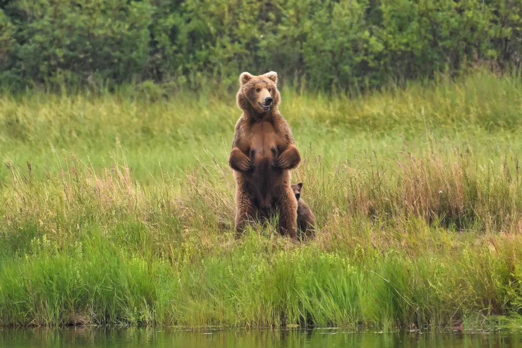 Mother and cubs at lower river