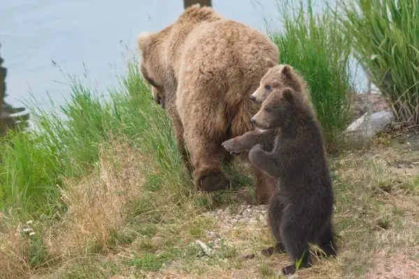 Cubs near the lower river
