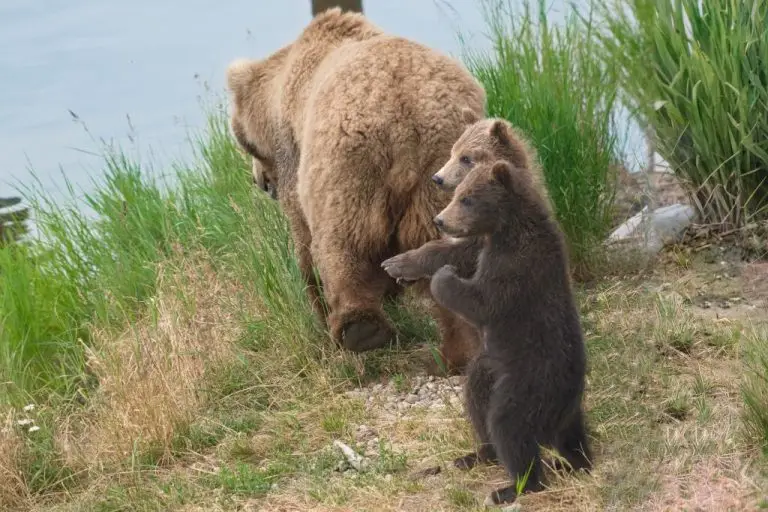 cubs near the lower river 5624