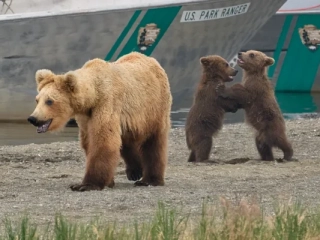 JHG_5646s Princess and cubs
