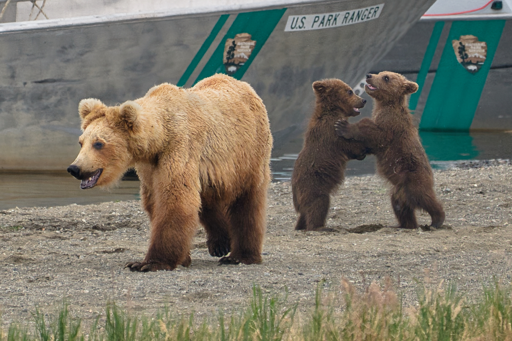 Princess and cubs