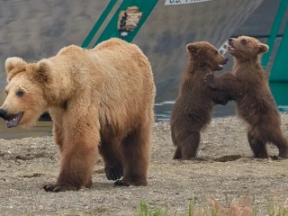 Princess and her cubs at Naknek Lake