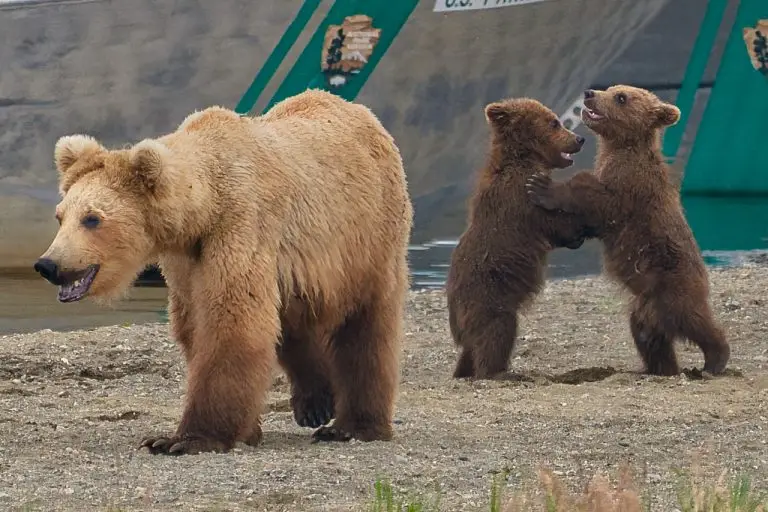 Princess and her cubs at Naknek Lake