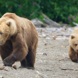 Brett and one of her cubs