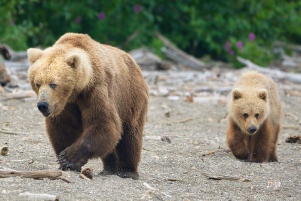 Brett and one of her cubs