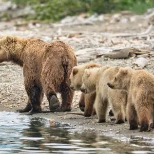 Brett and her 3 cubs at Naknek Lake