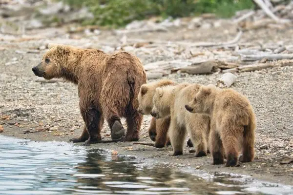 Brett and her 3 cubs at Naknek Lake
