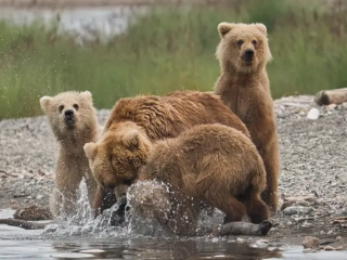 Brett and her three cubs