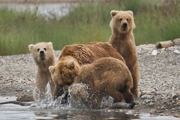 Brett and her three cubs