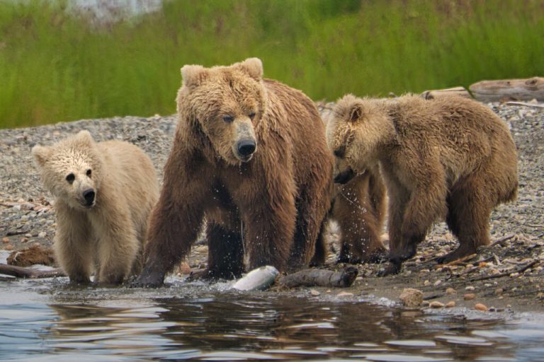 Brett and her 3 cubs (now 129, 130, and 131) 5776