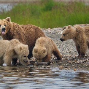 Brett and her cubs