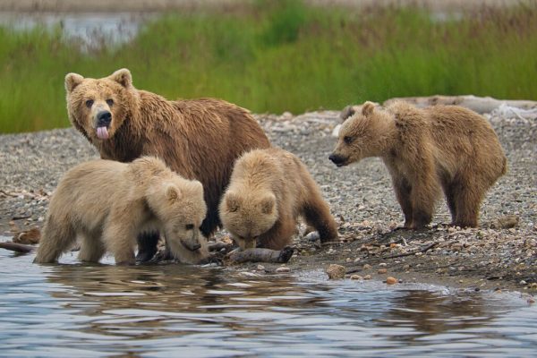 Brett and her cubs