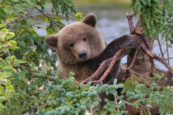 Bead in the nanny tree
