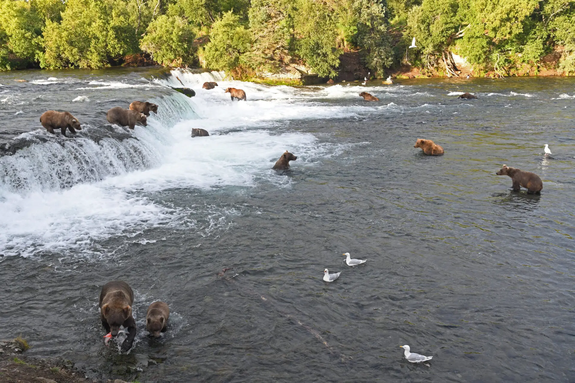 https://www.brownbearpictures.com/product/bearsfalls/