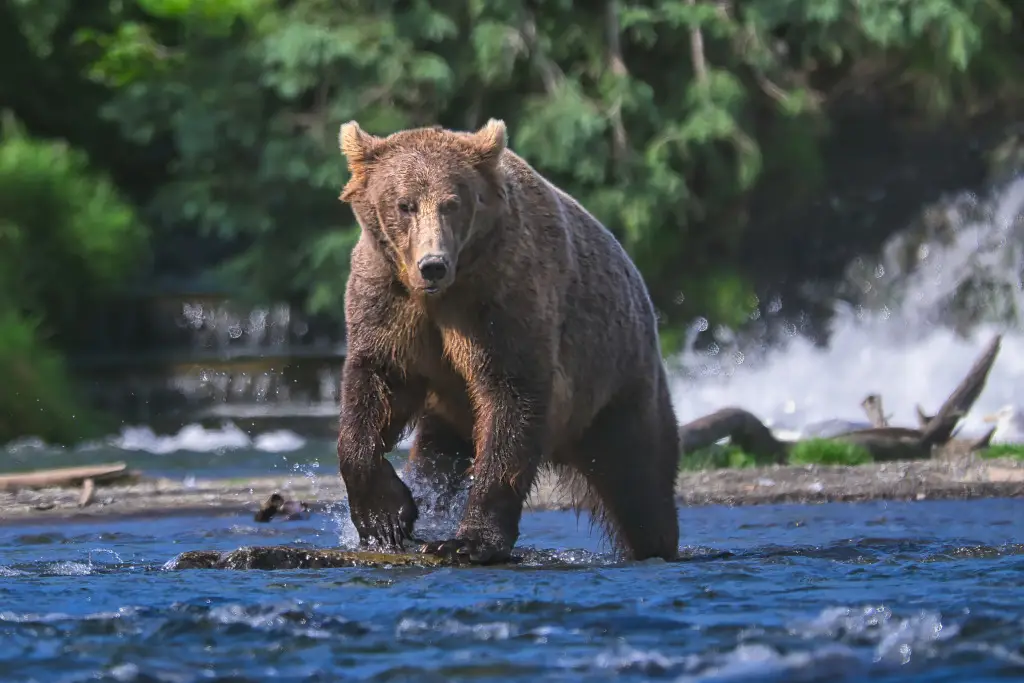 Bear 910 in Brooks River