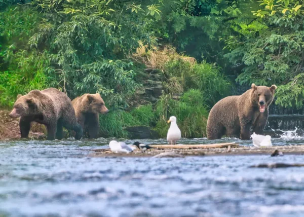 910, Bead, and Bean in the river