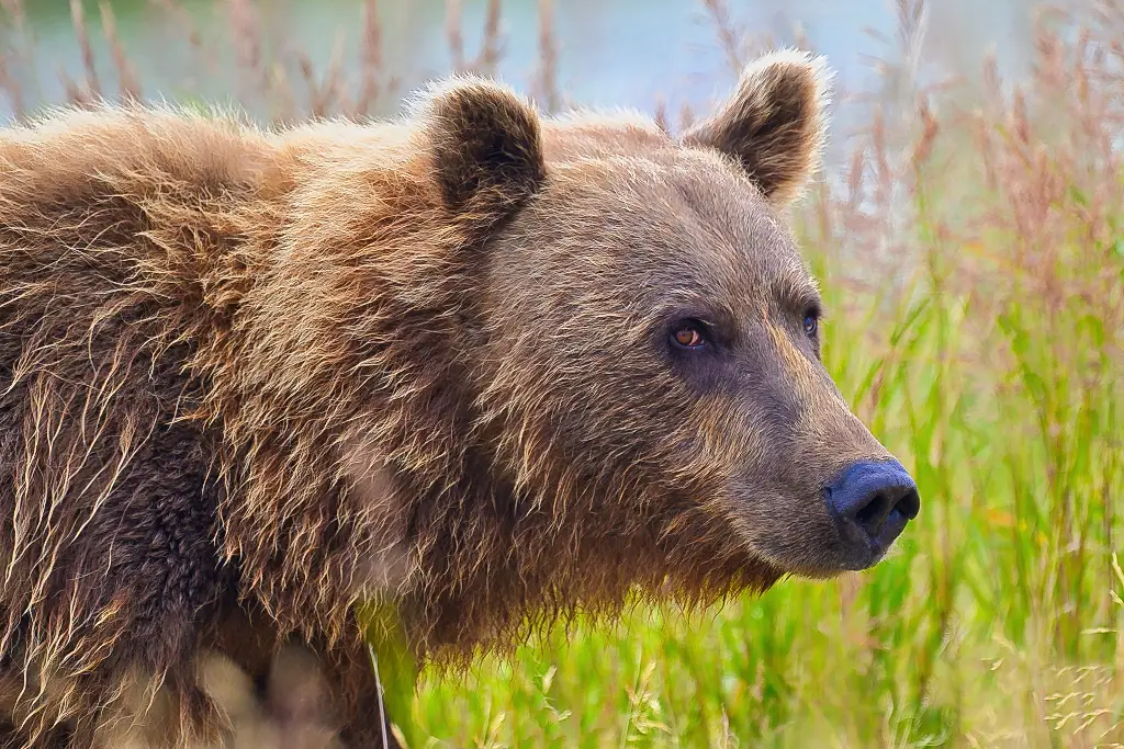 Unknown bear at Margot Creek 8146