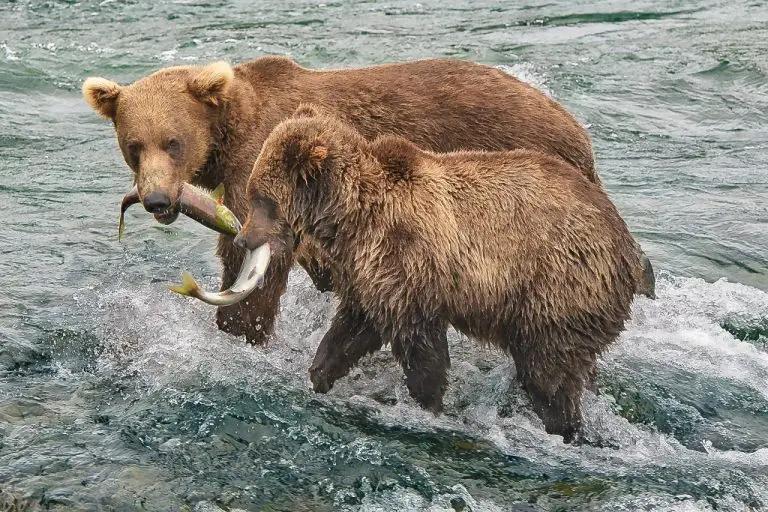 909 and Bean dual catch