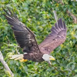 Bald eagle taking off near Margot Creek